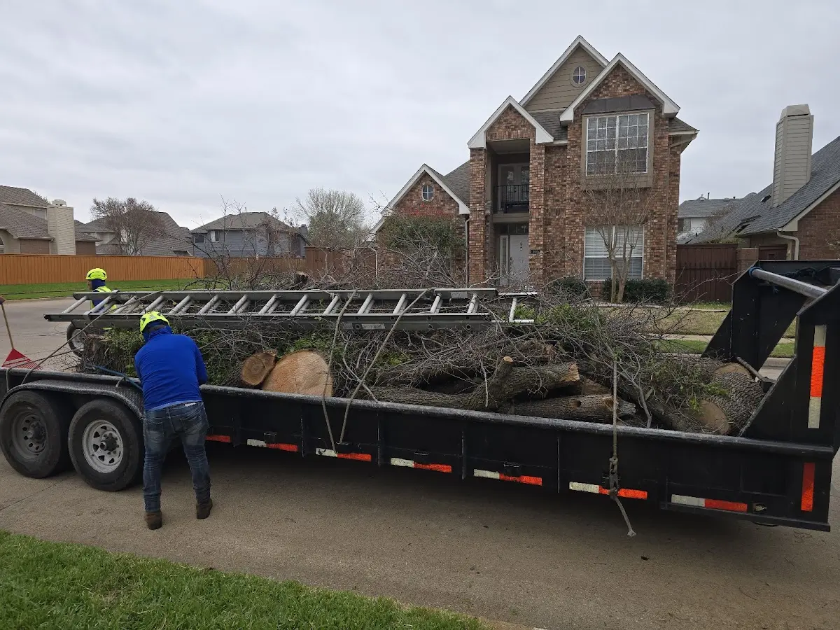 Expert Crown Reduction with proper safety equipment in Cedar Hill
